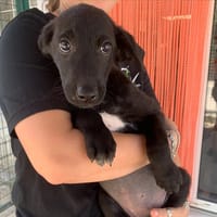 Mimi [Chiot], chienne à adopter