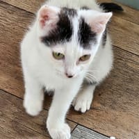 COSMOS, chat à adopter
