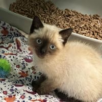 MORIS, chat à adopter