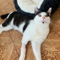 Sydney, chat à adopter