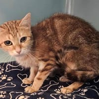 LAVANDE, chatte à adopter