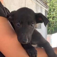Harry [Chiot], chien à adopter