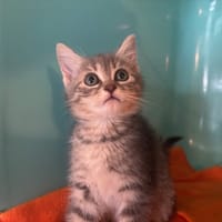 ASTRA, chatte à adopter
