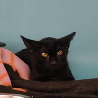 Brelok (chaton), chatte à adopter
