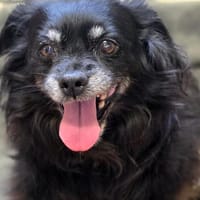 Lana, chienne à adopter