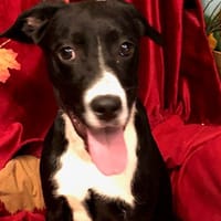 HARIBO (réservé), chien à adopter