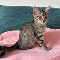 Kiwi, chatte à adopter
