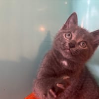 NIL, chat à adopter