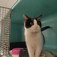Soleil Cab4243, chatte à adopter
