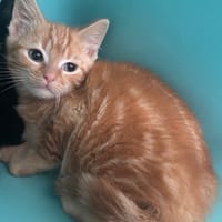 BORIS, chat à adopter