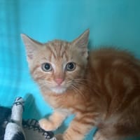BOBBY, chat à adopter