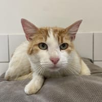 FAROUK, chat à adopter