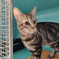 Flynn Cab4225, chat à adopter