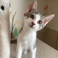 BRIOCHE, chat à adopter