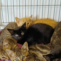 TORNADE QCT, chatte à adopter