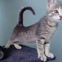 RIVOLI, chat à adopter
