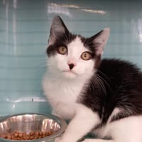 ETAM, chat à adopter