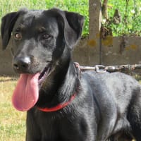 BALTO (réservé), chien à adopter