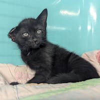 Jerry, chat à adopter