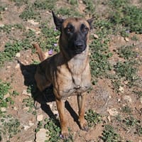 rosalie, chienne à adopter
