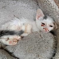 MOA, chat à adopter