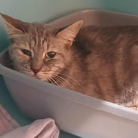 SOPHIE, chatte à adopter