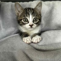 VOLT, chat à adopter