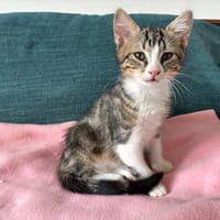Bandit, chat à adopter