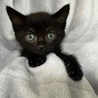 VENUS, chatte à adopter