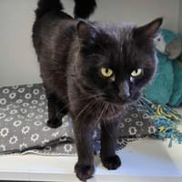 FIGARO, chat à adopter