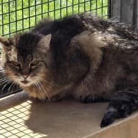 ARROW, chat à adopter