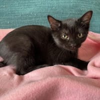 Gigi, chatte à adopter
