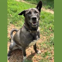 SHADOW HAA24574, chien à adopter