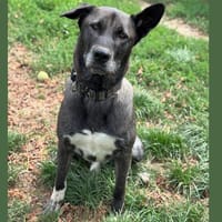 SHADOW HAA24574, chien à adopter