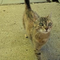 MAINA (réservée), chatte à adopter