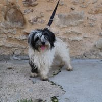 NOUBA HAA24571, chienne à adopter