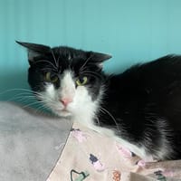 MIOU MIOU, chat à adopter