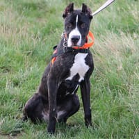 NEVA HAA24568, chienne à adopter