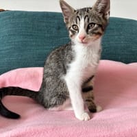 Karnage, chat à adopter