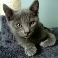 GUESS, chat à adopter