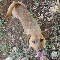 nina, chienne à adopter