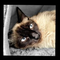 Zelda, chatte à adopter