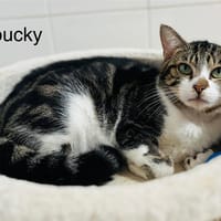 Loucky, chat à adopter