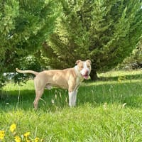 SIMBA, chien à adopter