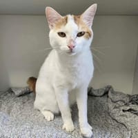 varun dit xiao, chat à adopter