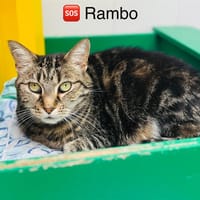 Rambo, chat à adopter