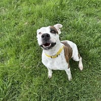 DOODLE, chienne à adopter