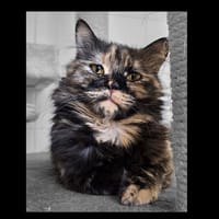 Wasabi, chatte à adopter