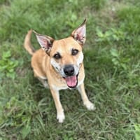 GOKU F, chienne à adopter