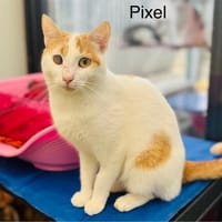 Pixel, chat à adopter